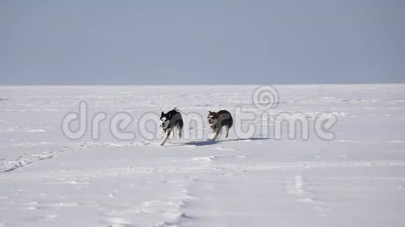 哈士奇正在冰冻的海湾上奔跑视频的预览图