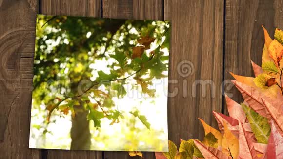 被秋叶包围的画面显示秋天落叶在森林中飘落视频的预览图