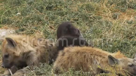 肯尼亚amboseli国家公园的Hyena幼崽视频的预览图
