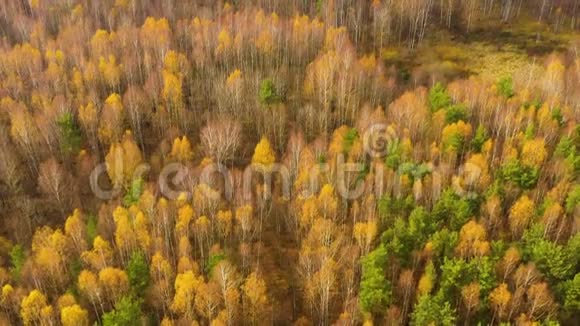 秋林空中无人机观景秋天落叶林视频的预览图