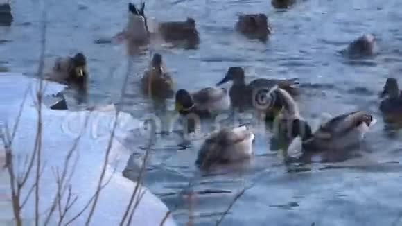 水中的野鸭视频的预览图