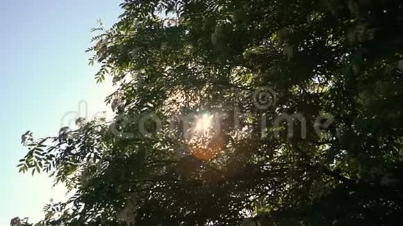 太阳阳光透过树枝和树叶照射进来视频的预览图