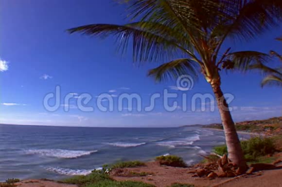 有棕榈树的海滩视频的预览图