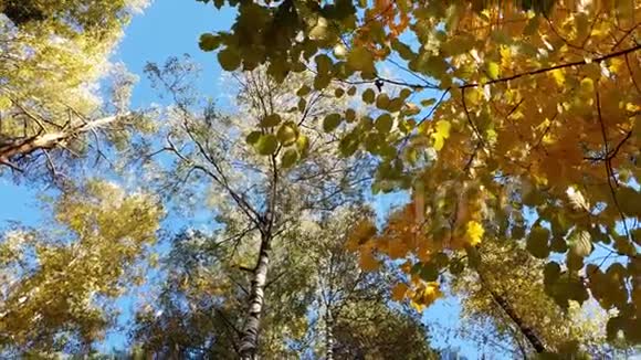 黄色叶子的树顶在蓝天上视频的预览图