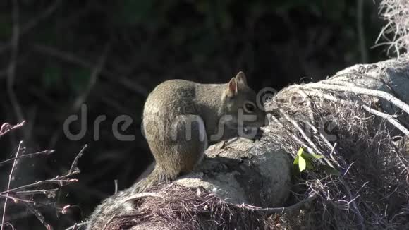 松鼠在树上吃鸟蛋视频的预览图