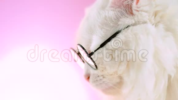 国内soigne科学家猫在粉色背景墙上摆姿势透明圆形白色蓬松小猫的近景视频的预览图