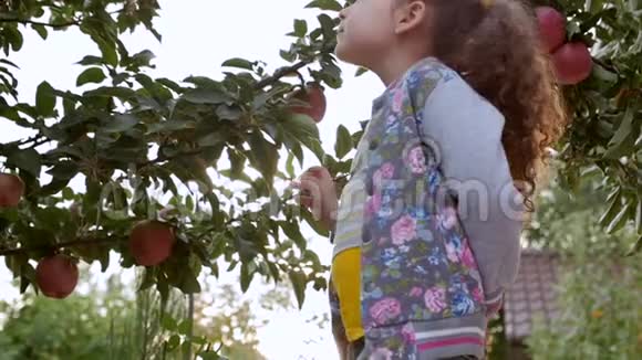 美丽的小女孩从一棵树上摘一个大红苹果日落时在美丽的天空背景上视频的预览图