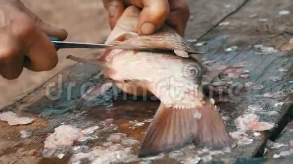 一个雄性渔夫清理他刚钓到的一条活泼的大鱼的鳞片清洗淡水鱼视频的预览图