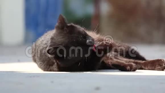 可爱的黑猫躺下来舔爪子并在外面梳洗在光明的一天视频的预览图