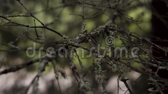 青苔老干枝特写库存录像长满青苔的树枝在阴暗的森林里随风摇曳老了视频的预览图