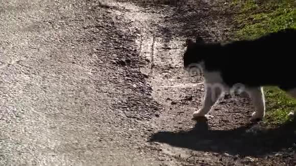 黑白猫穿过马路视频的预览图