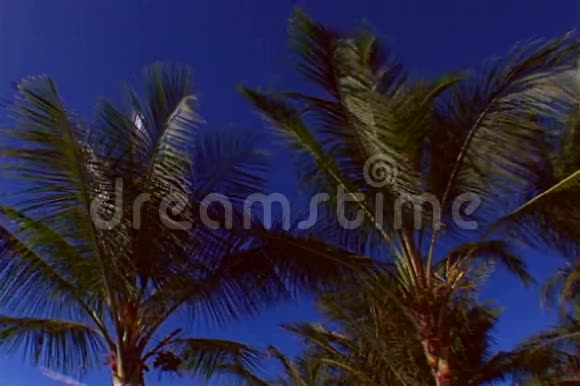 有棕榈树的海滩视频的预览图