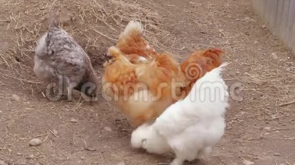 丝绸鸡在鸡场自由地啄食拇指视频的预览图