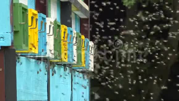 蜜蜂开着门飞向彩色家蜜蜂视频的预览图