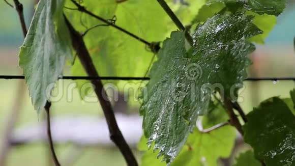 葡萄在雨中叶子视频的预览图