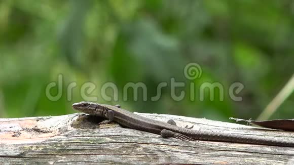 蜥蜴坐在木头上绿色模糊的背景视频的预览图