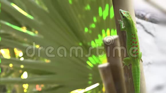马达加斯加壁虎菲尔马绿色蜥蜴从棕榈树上跳下来视频的预览图