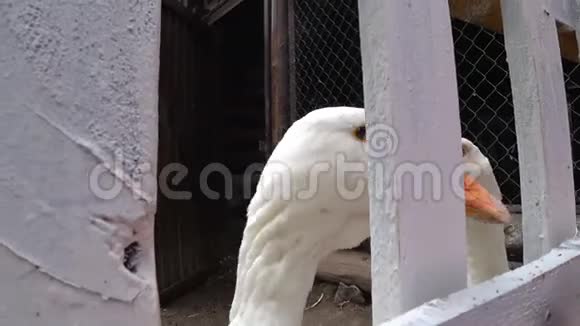 一只白色的农家鹅伸长脖子在篱笆农场上村鸟院子视频的预览图