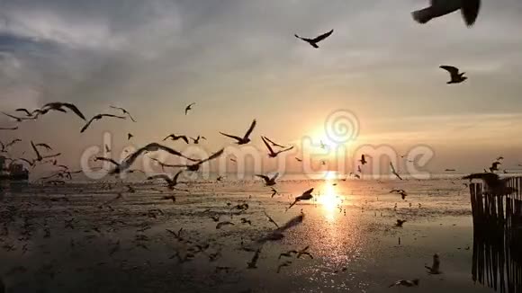 海鸥在沙滩上的飞行轮廓缓慢移动视频的预览图