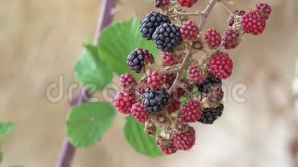 挂在树枝上的黑莓红宝石果视频的预览图