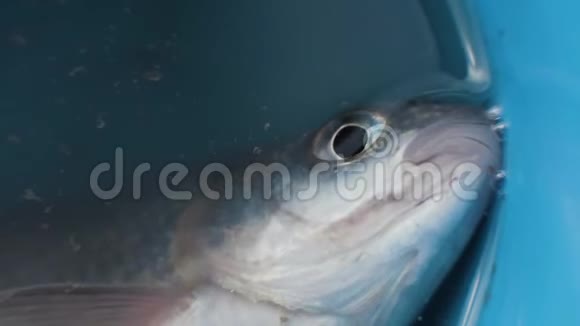 被抓的鱼躺在桶里水和呼吸口紧闭视频的预览图