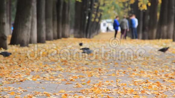 秋天公园里五颜六色的金色小巷一群朋友鸟儿落叶在抽象模糊的背景上视频的预览图