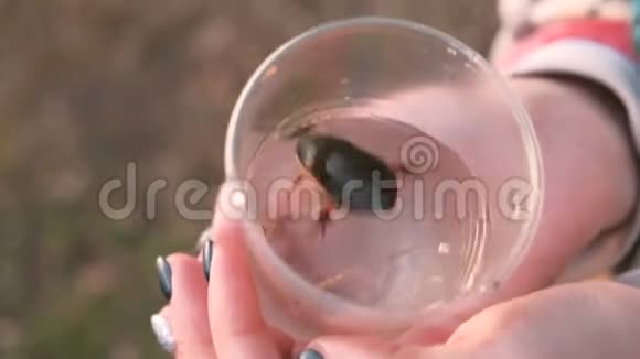 女人手中塑料玻璃上水甲虫视频的预览图