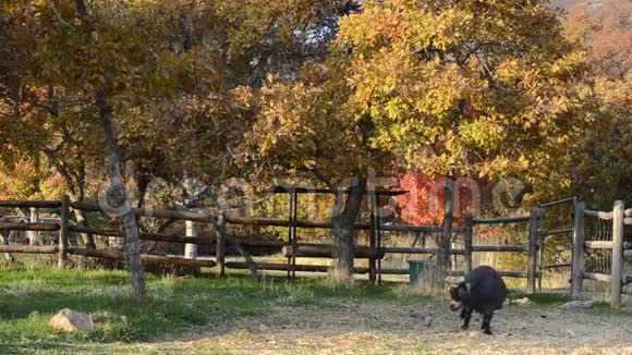 一只白色和黑色的山羊在农场草地上走来走去视频的预览图