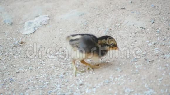 小鸡在地上散步和吃食物视频的预览图