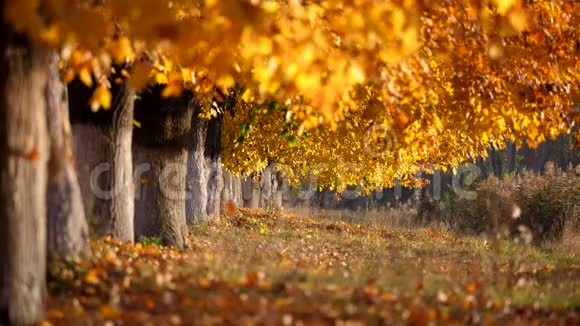 秋树巷美景自然静谧视频的预览图