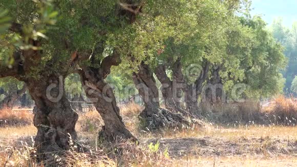 地中海果园里的橄榄树视频的预览图
