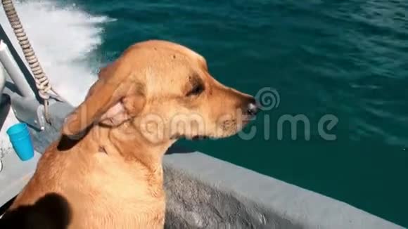 一个金发女人带着一只狗在海里的船上视频的预览图