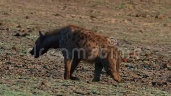 发现了几只鬣狗和秃鹫在津巴布韦的ManaPools泥中喂养死去的大象视频的预览图