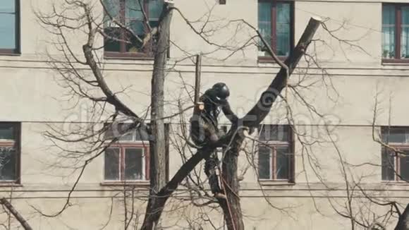 植树者在拉脱维亚里加中心砍伐林登树视频的预览图
