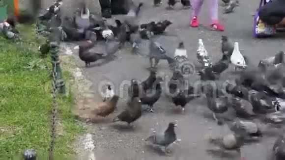 城市公园里的鸽子视频的预览图