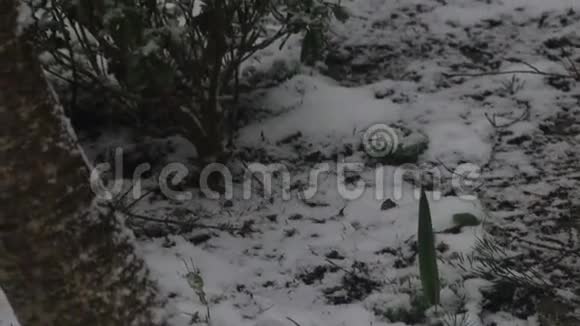 雪慢慢地覆盖着花园视频的预览图