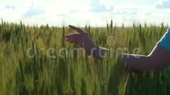 一个穿着蓝色连衣裙的女孩正沿着一片绿色的小麦地走着在夕阳下触摸着一个麦峰视频的预览图