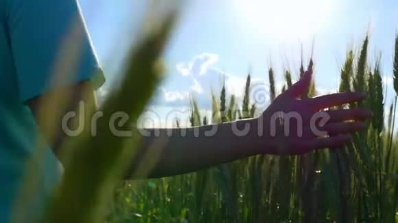一位年轻女子用较慢的速度触摸绿色小麦的特写镜头视频的预览图