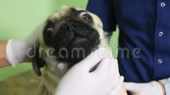 兽医用橡胶手套检查狗的感觉检查耳朵眼睛牙齿视频的预览图