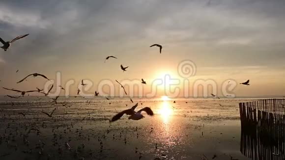 慢动作的飞行剪影海鸥视频的预览图