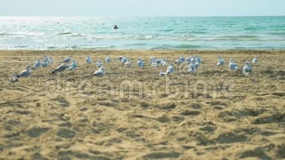 一群海鸥坐在海边的歌滩上视频的预览图