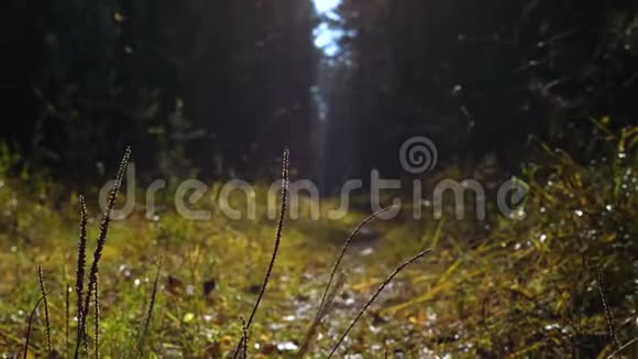 在秋天的森林里一个小女孩和一只狗沿着一条阳光明媚的小路奔跑视频的预览图