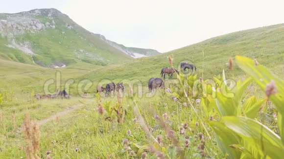 野马在夏田里放牧在山谷里吃草视频的预览图