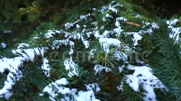 树在雪中冬天视频的预览图