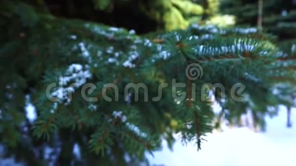 树在雪中冬天视频的预览图
