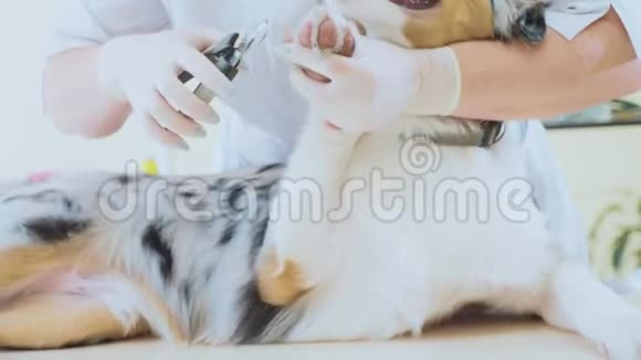 狗指甲修剪兽医在兽医诊所割下狗爪子视频的预览图