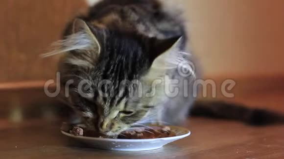 猫在盘子里吃食物KithikatWhiskas视频的预览图