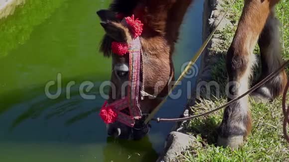 精美装饰的马饮水视频的预览图