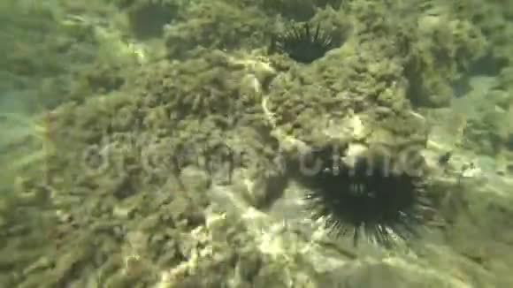 水下世界海洋海洋视频的预览图