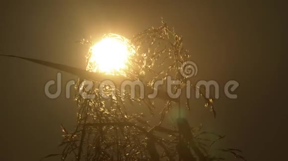 秋日阳光下的植被视频的预览图